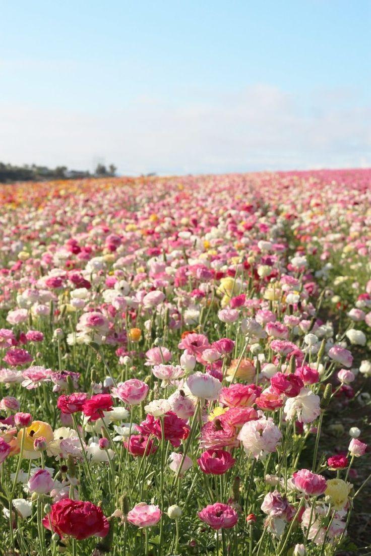 Harmony in Bloom: Nature's Melodic Bunch